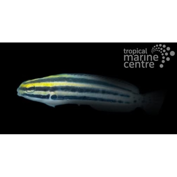 Striped Fang Blenny