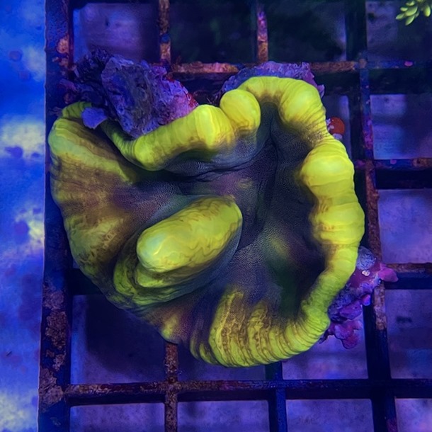 Lime Lettuce Coral