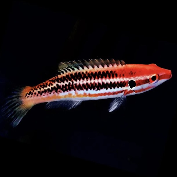 Izu Hogfish