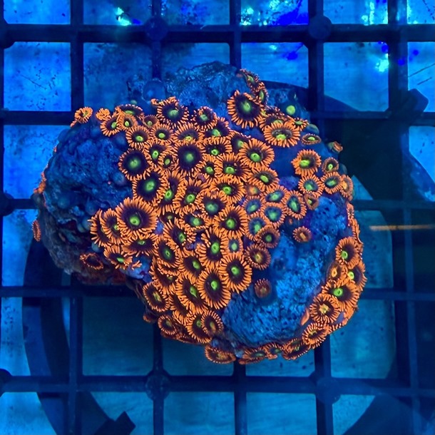Flaming Sun Zoa Colony