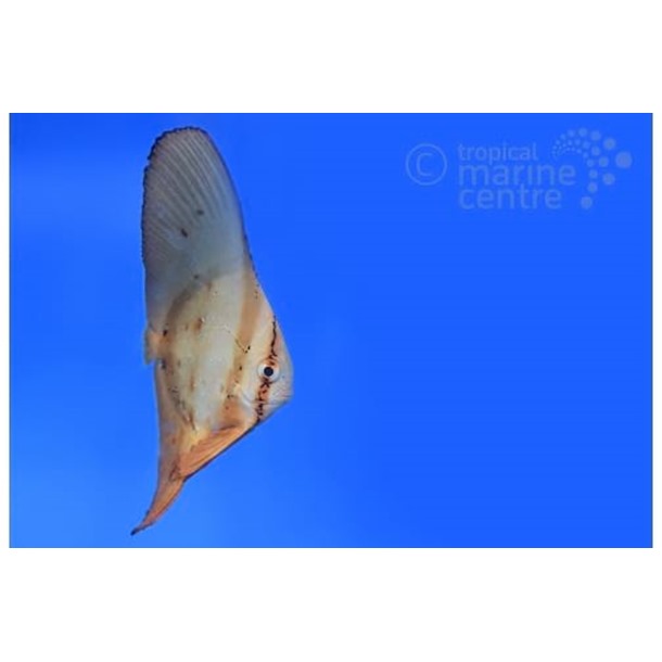 Round Batfish