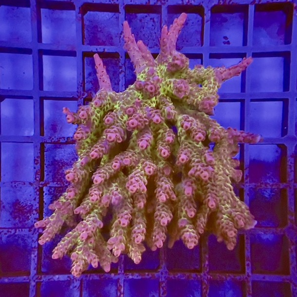 Oz Acropora Colony