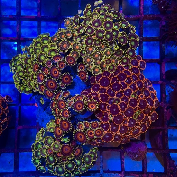 Enfys Zoa Colony