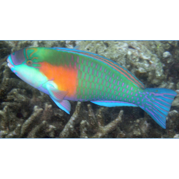Orange Spot Parrotfish