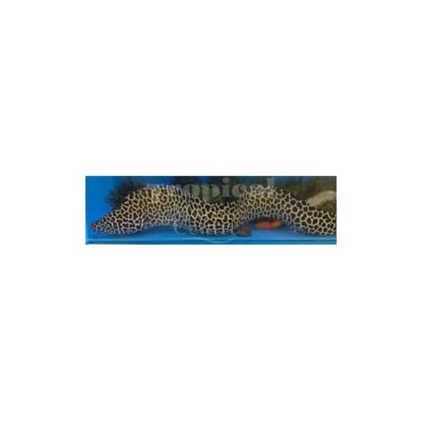 Leopard Moray Eel