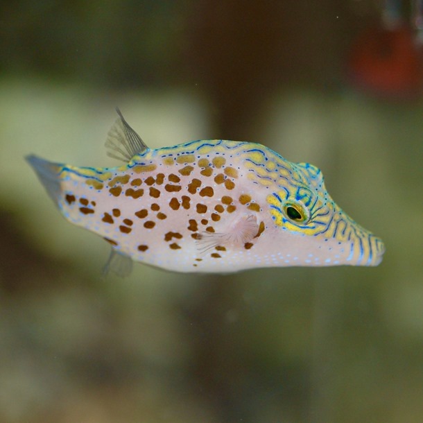 Leopard Toby Puffer