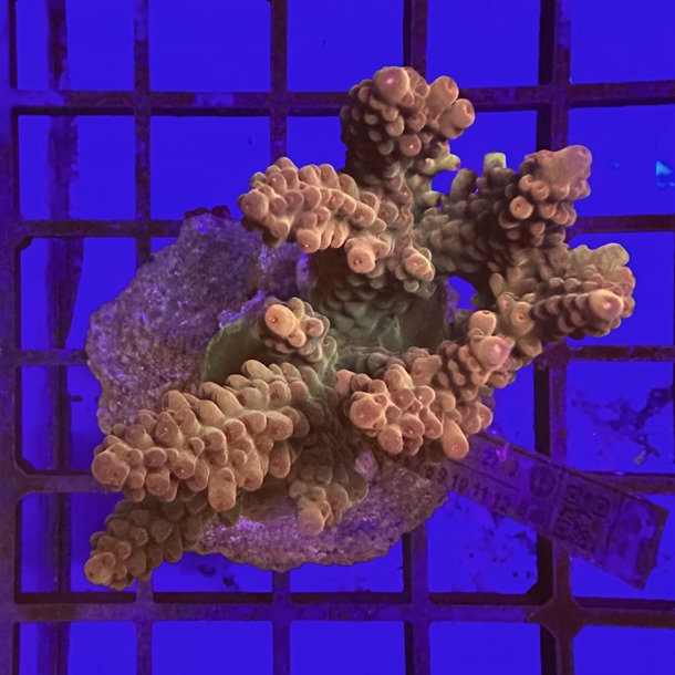 Acropora Colony