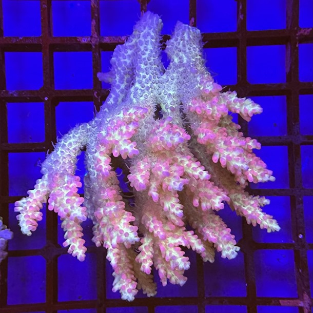 Strawberry Shortcake Acropora