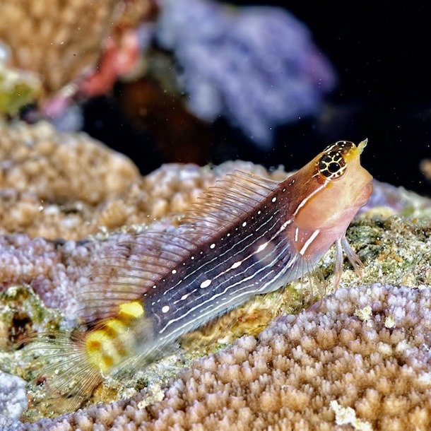 White Lined Blenny