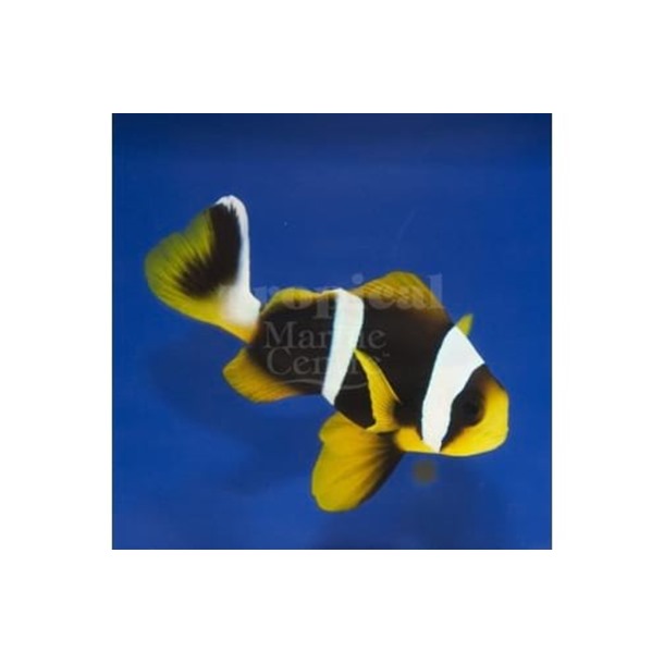 Allard's Clarkii Clownfish