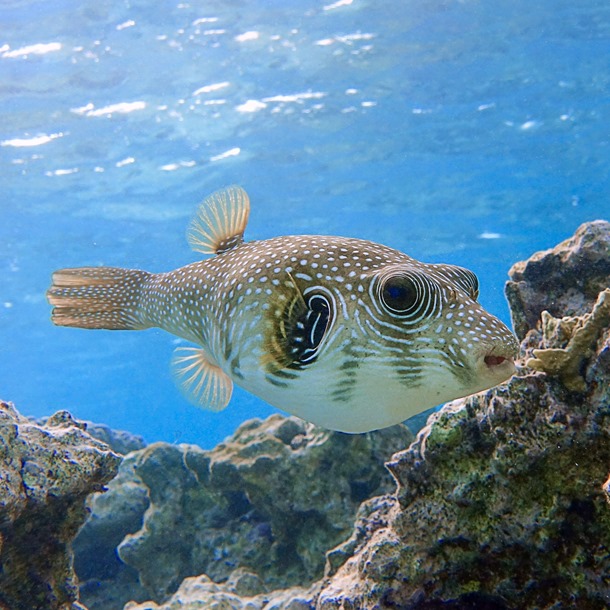 Stars and Stripes Dogface Puffer