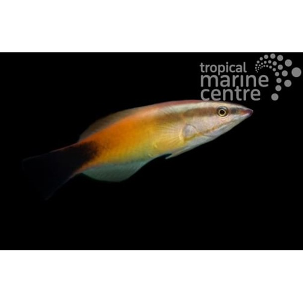 Flame Cleaner Wrasse