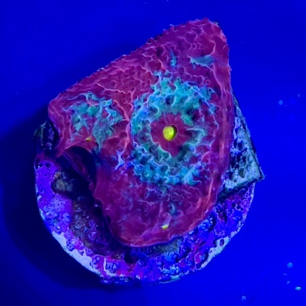 Oil Slick Chalice Frag