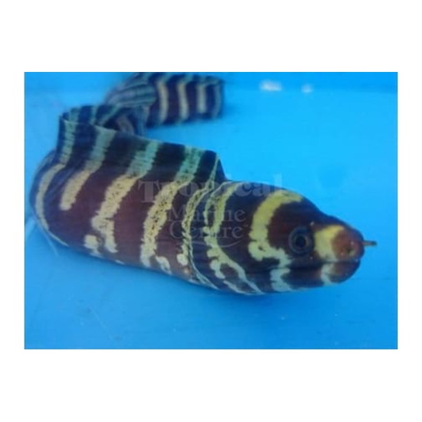 Barred Pebbletooth Moray Eel