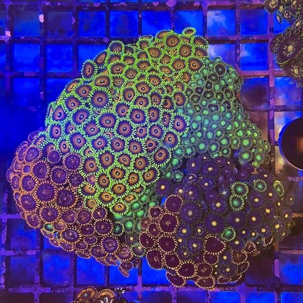 Ultra Enfys Zoa Colony