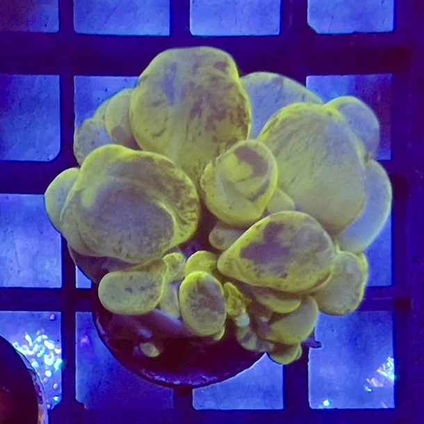 Green Bubble Coral Frag
