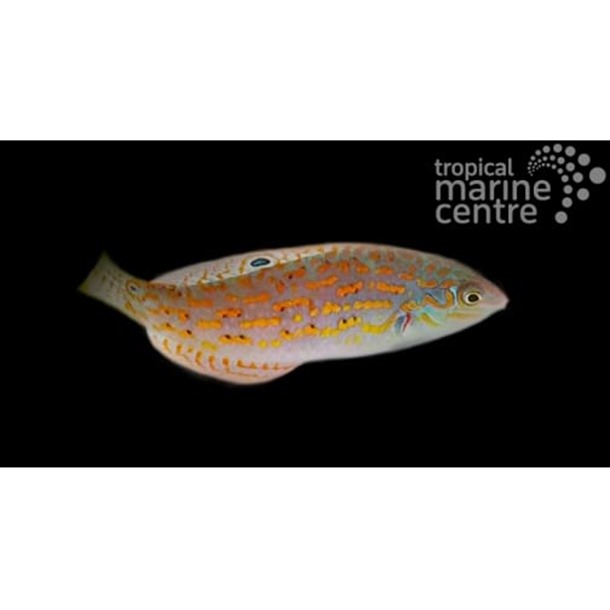 Timor Wrasse