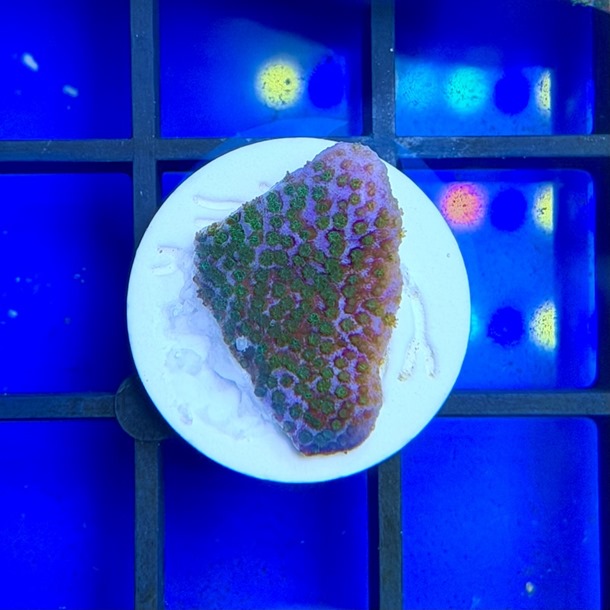 Blue Haze Monti Frag