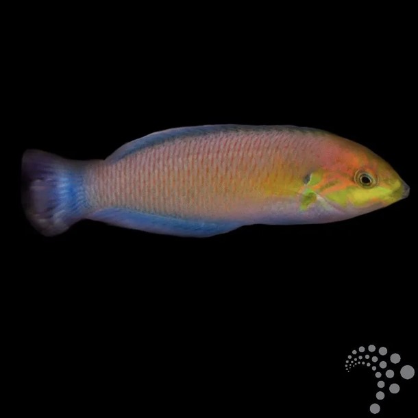 Moyeri Leopard Wrasse