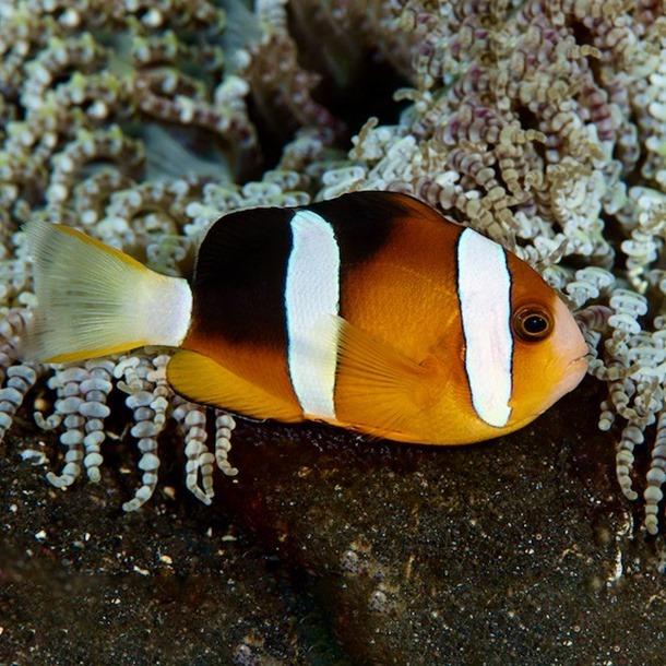 Clark's Clarkii Clownfish