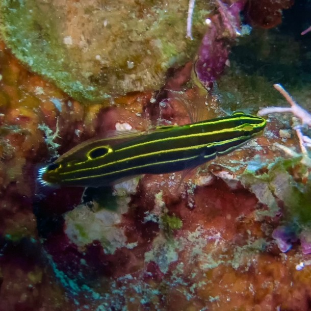 Gold Court Jester Goby
