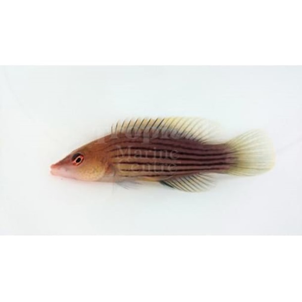 Eight Lined Wrasse