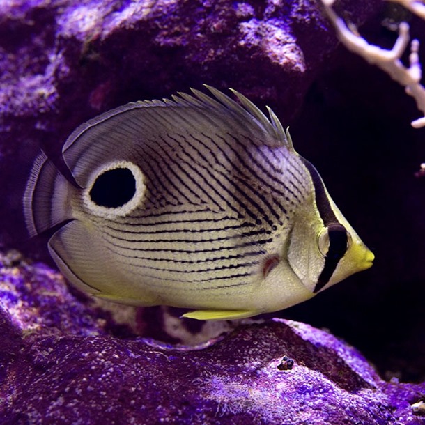 Four Eyed Butterflyfish