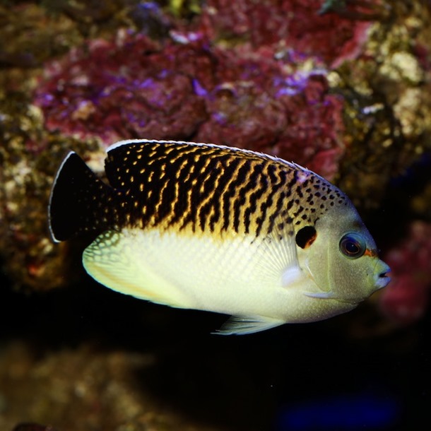 Tiger Angel Fish