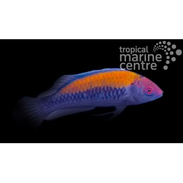 Gold Back Fairy Wrasse
