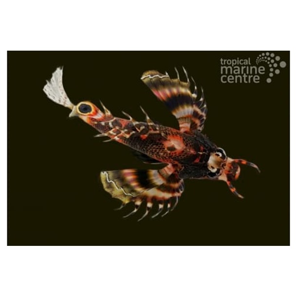 Fu Manchu Lionfish