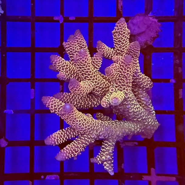 Oz Acropora Colony