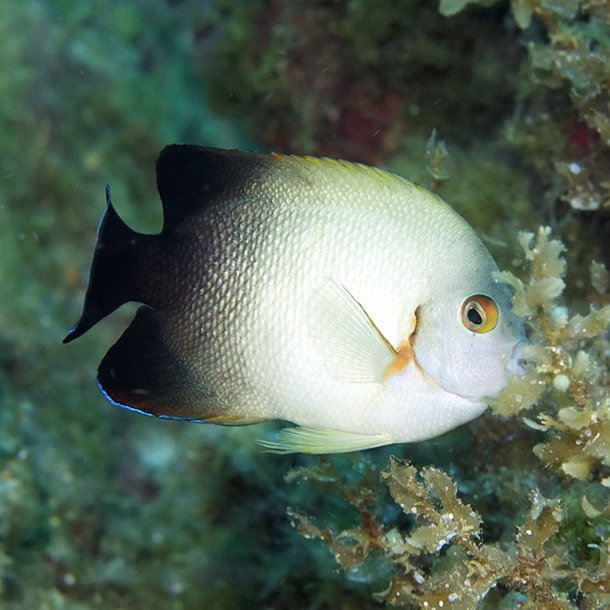 Halfblack Dwarf Angel Fish