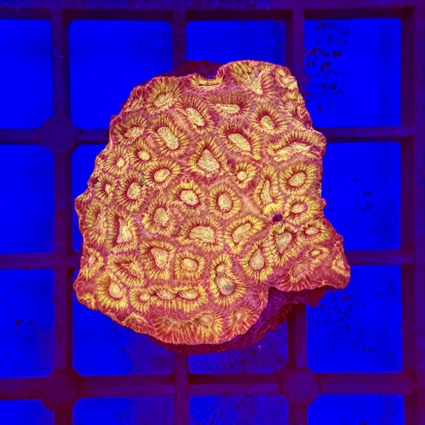 Red Gold Favia Colony