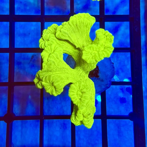 Ultra Green Candy Cane 