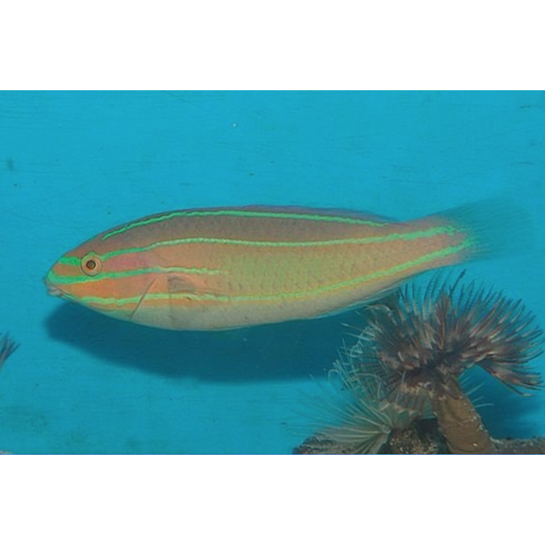 Three Lined Ribbon Wrasse