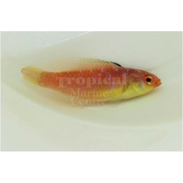 Nahacky's Fairy Wrasse