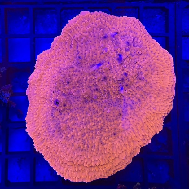 Red Montipora