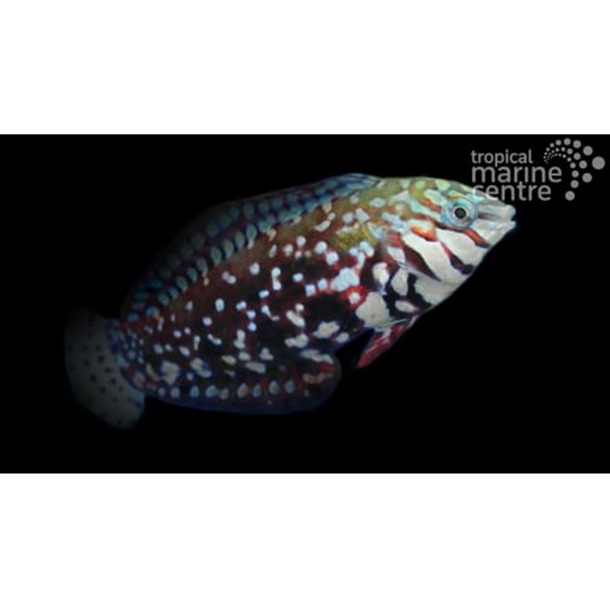 Jewelled Leopard Wrasse