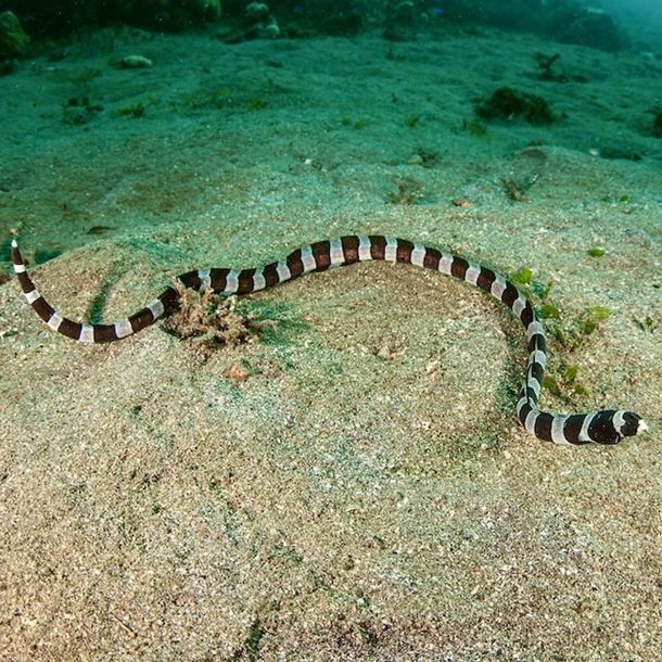 Banded Snake Eel