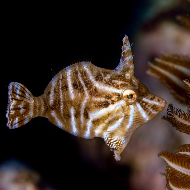 Radial Filefish