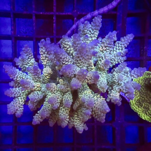 Acropora Colony