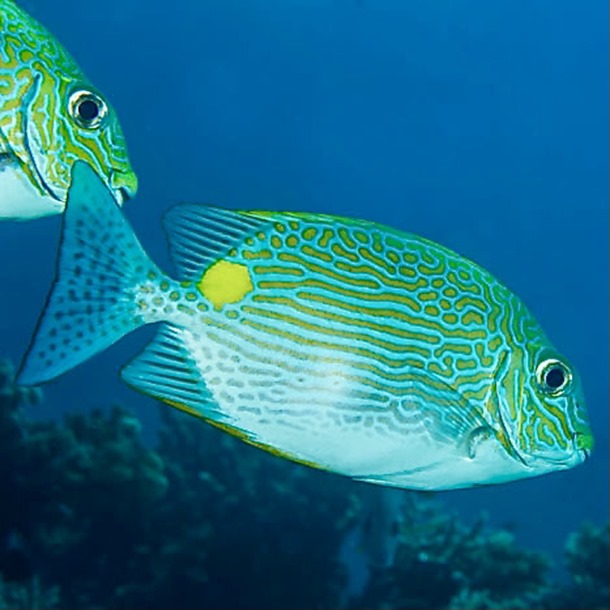 Dot Dash Rabbitfish