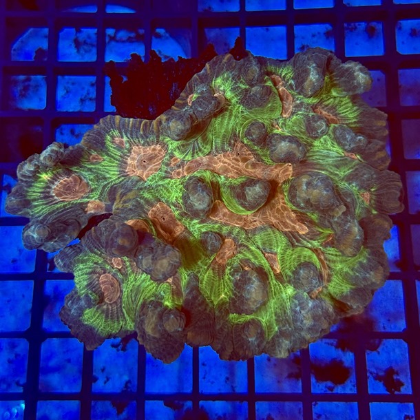 Rainbow Lettuce Coral
