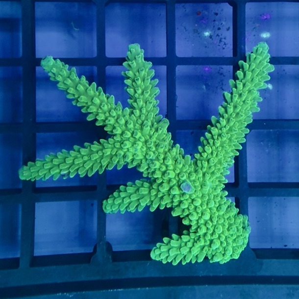 Oz Acropora Colony