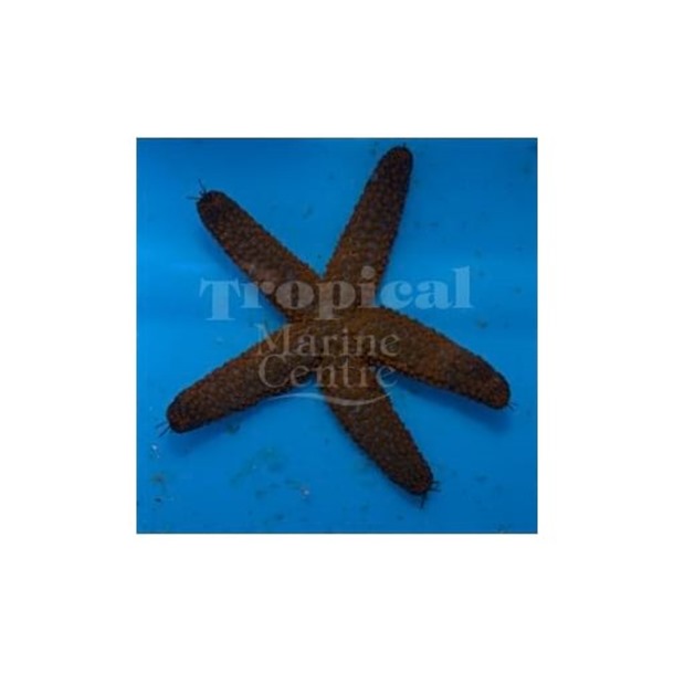 Spiky Starfish