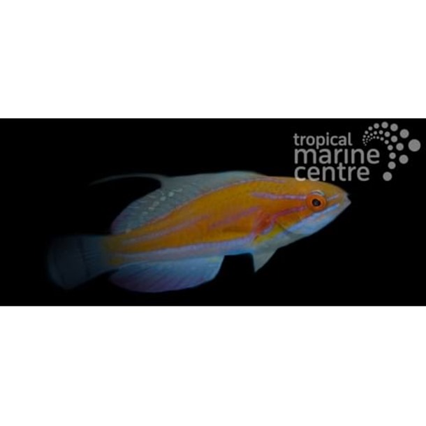 McCosker's Flasher Wrasse