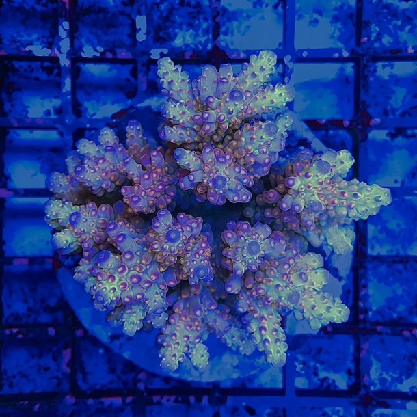 Large Acropora Colony