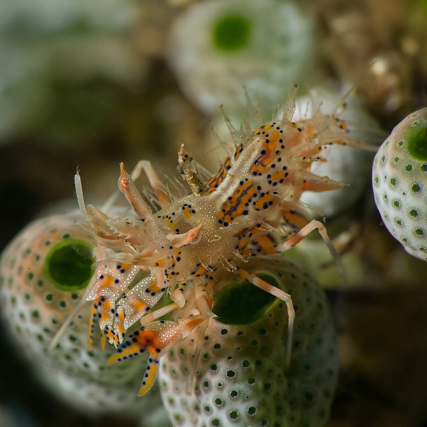 Bongo Shrimp