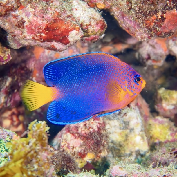 Japanese Dwarf Angel Fish