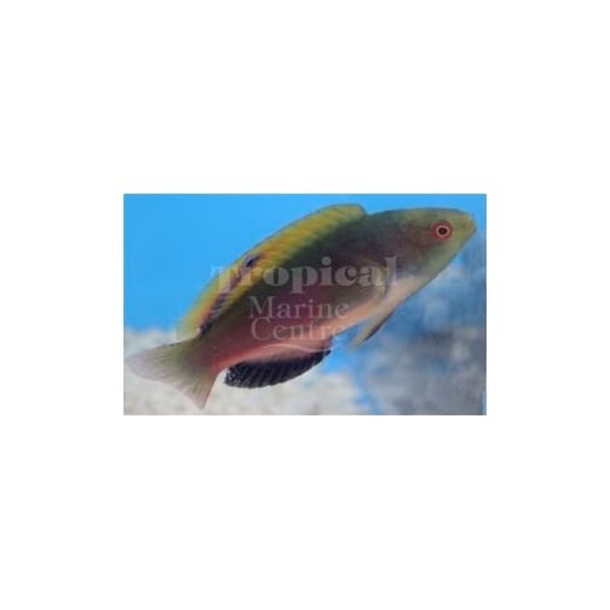 Scott's Fairy Wrasse